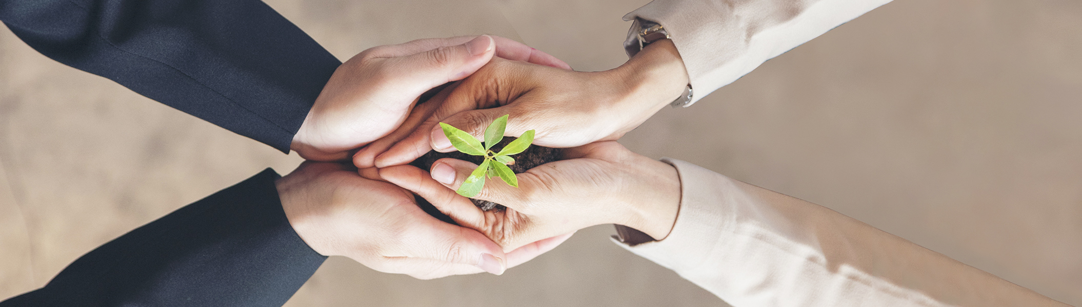 Nachhaltigkeit Zwei Personen die Gemeinsam einen Pflanzensprössling halten